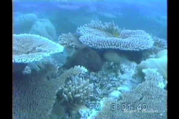 Kraken зеркала маркетплейс