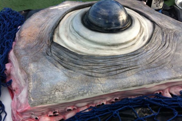 Www kraken 20at net