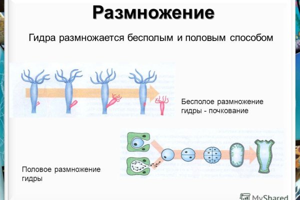 Кракен маркет даркент только через тор