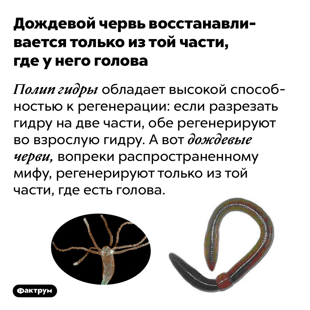 Кракен даркнет зеркало пв